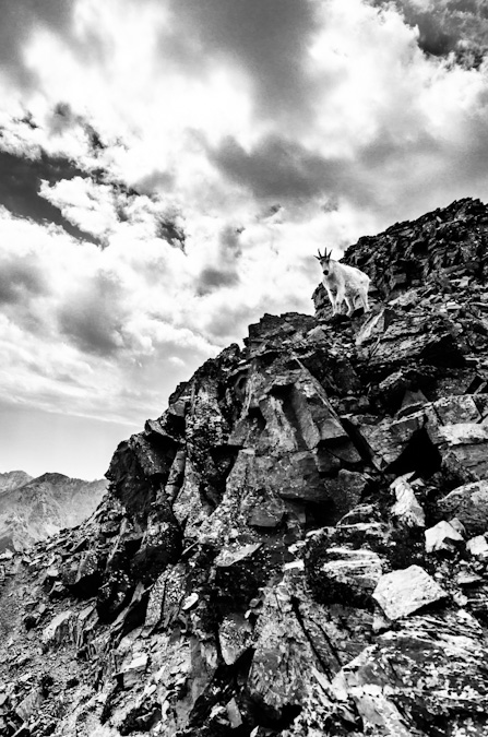 Awesome mountain goat on Pyramid