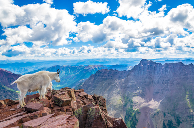 Mountain Goat peers towards Pyramid