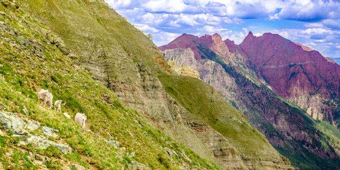 Mountain goat herd