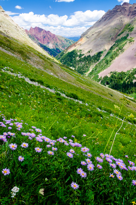 Wildflowers in the Maroon Bells basin