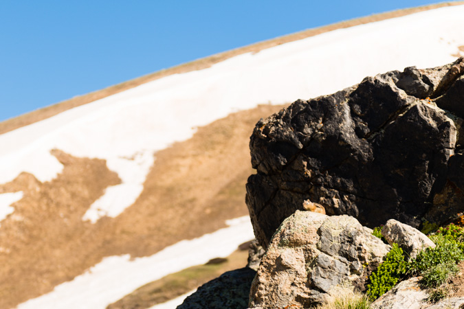 Alpine Chipmunk