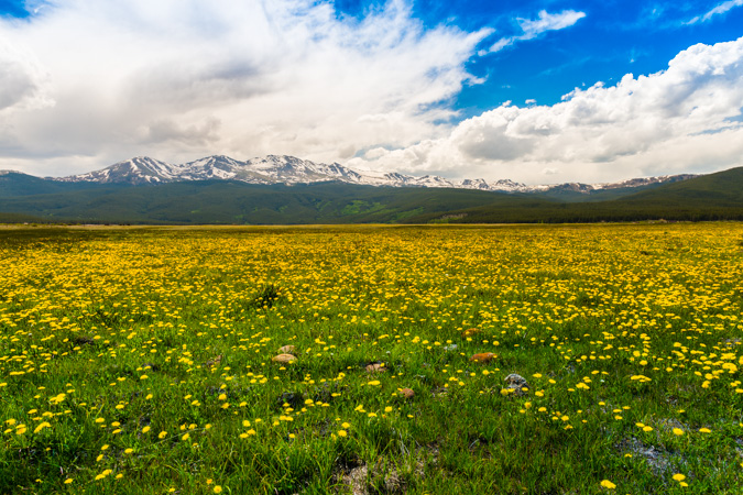 Mount Massive wildflowers