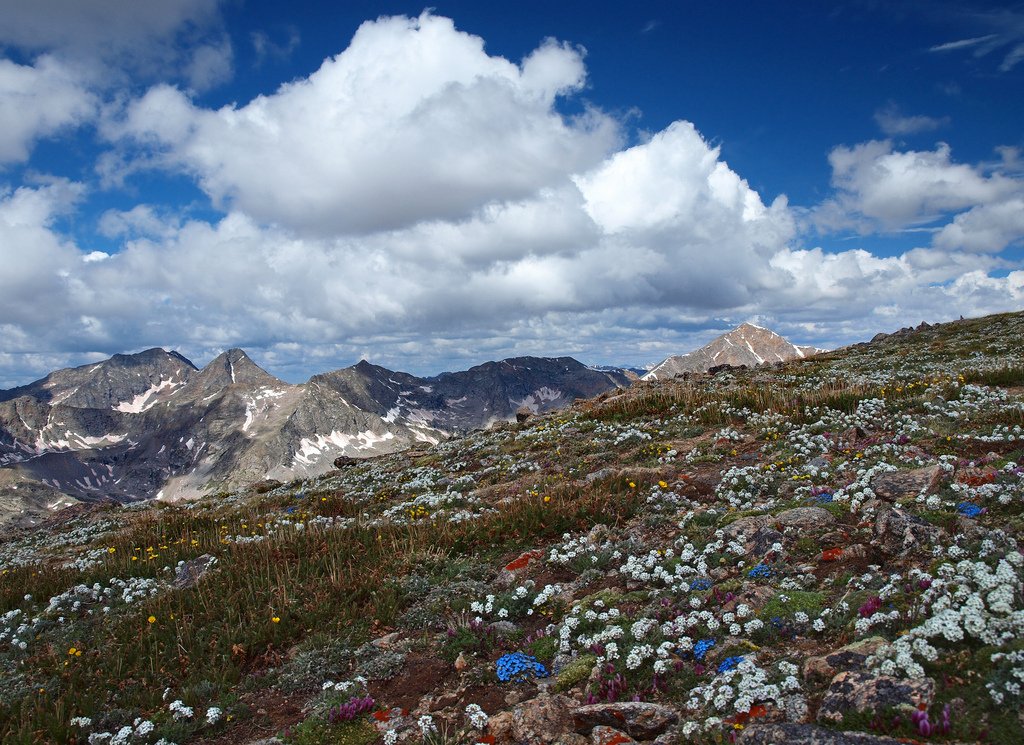 Wildflowers