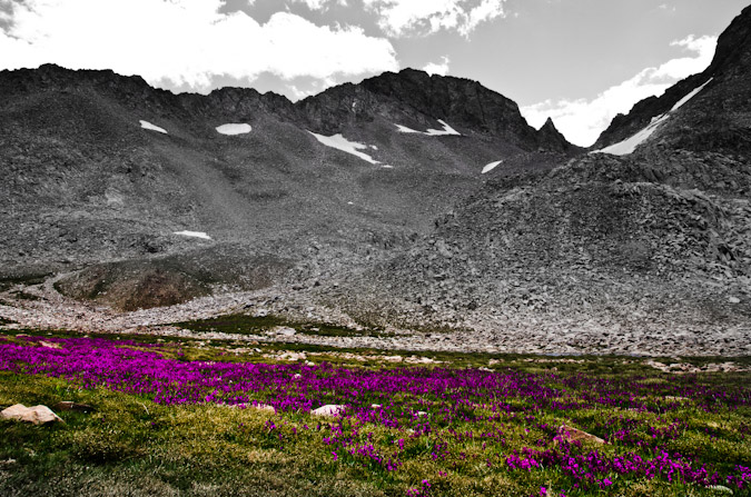 Wildflowers before Gladstone