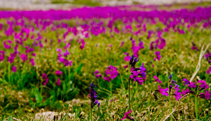 Flowers in Navajo Basin