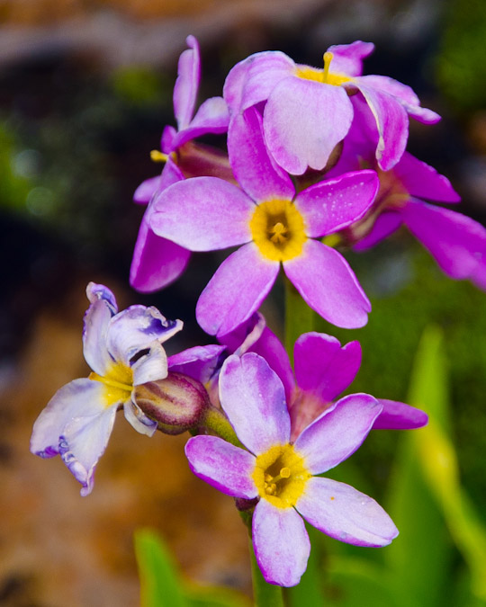 Wildflowers