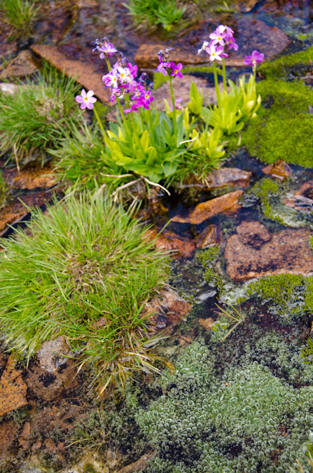 Wildflowers and bubbles