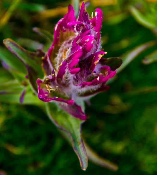 Pink Paintbrush Wildflower