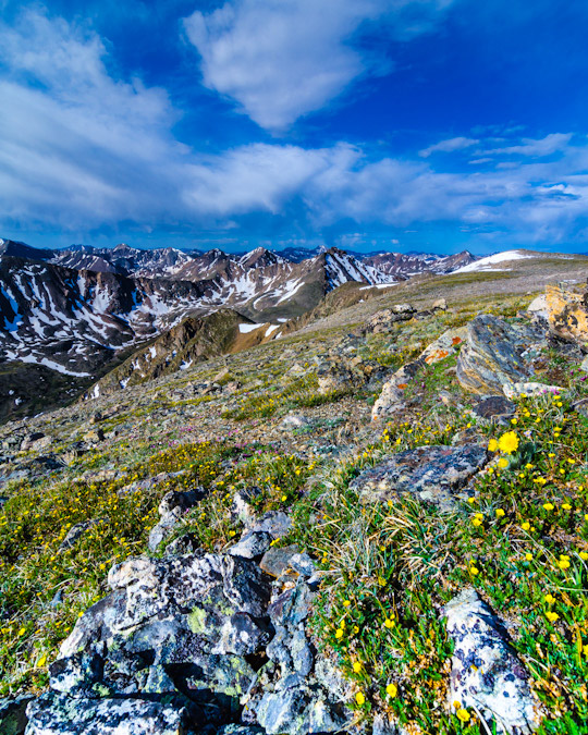 Wildflowers near the summit of Oklahoma