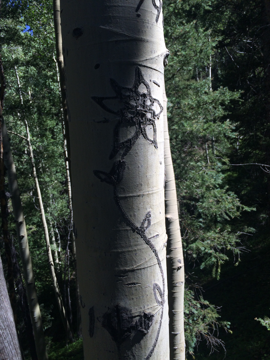 Columbine carving Ruby Basin hike