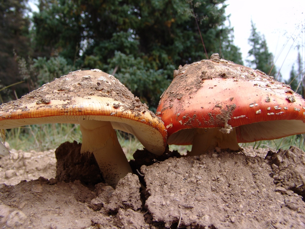 Twin Fly Agaric