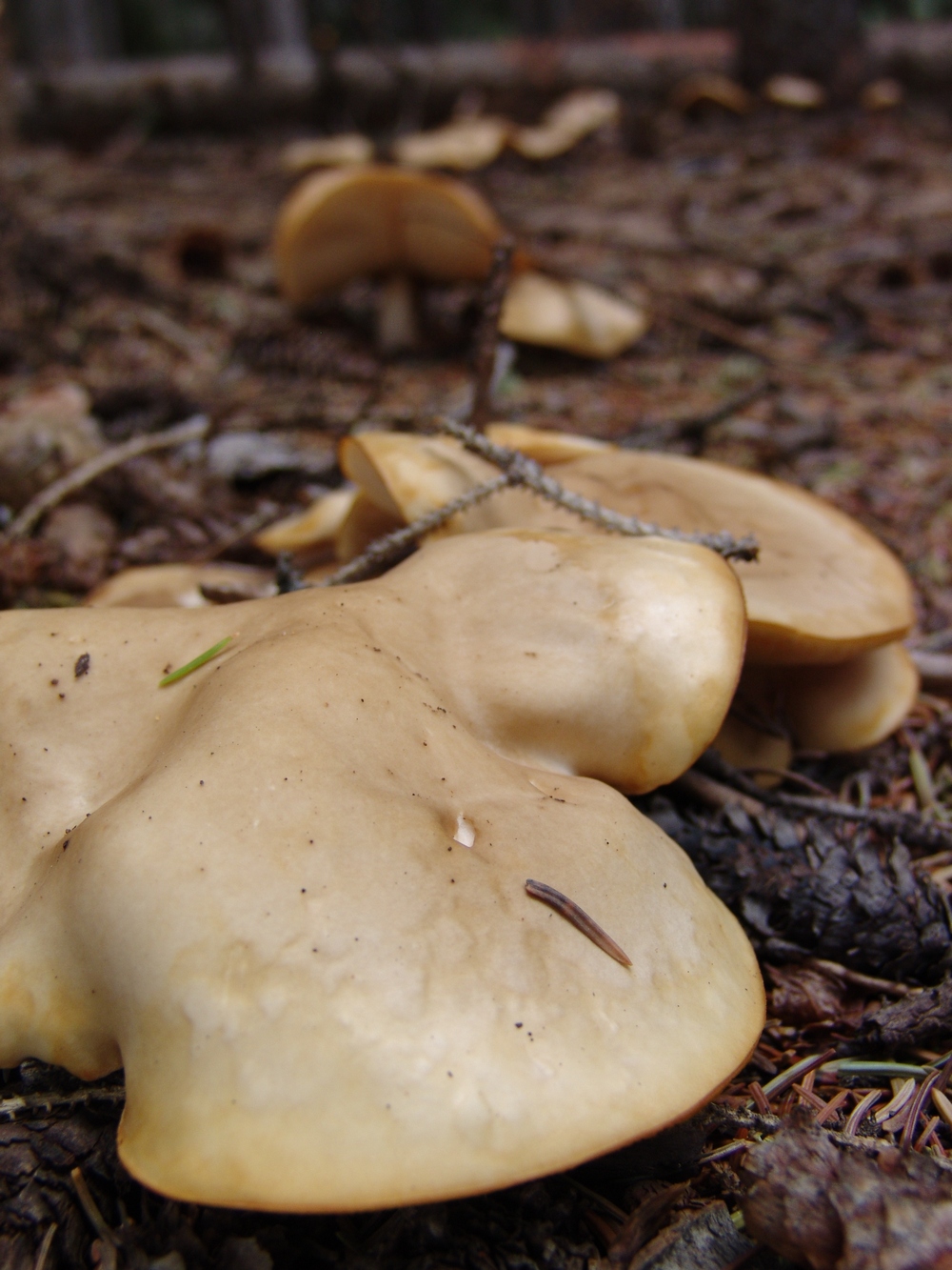 Blob Mushroom