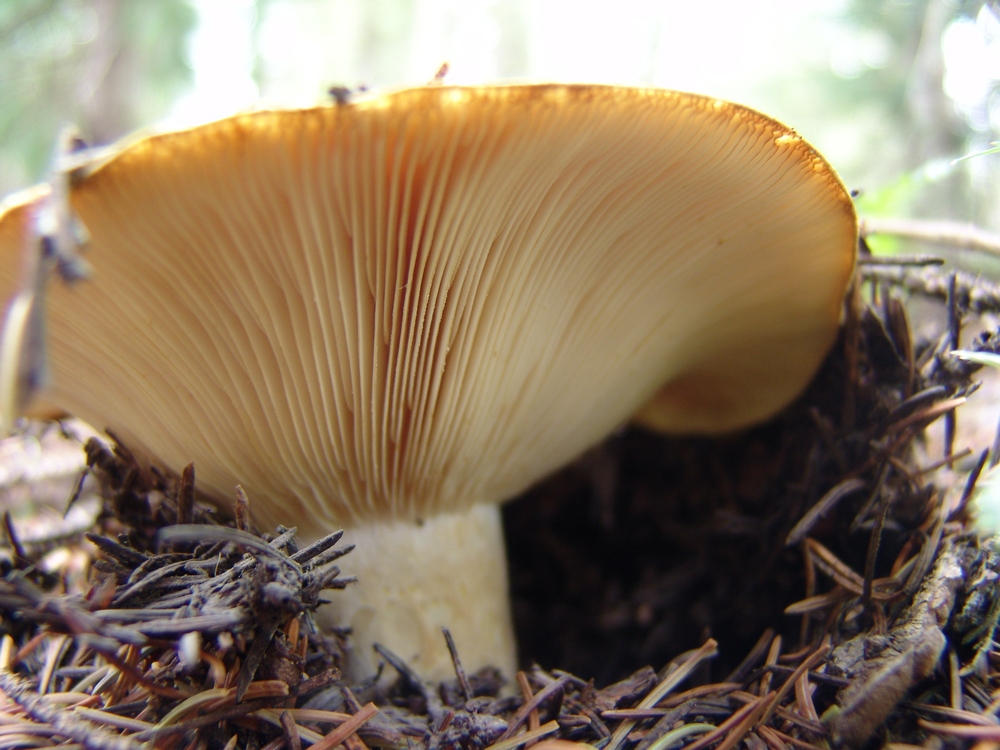 Fungus