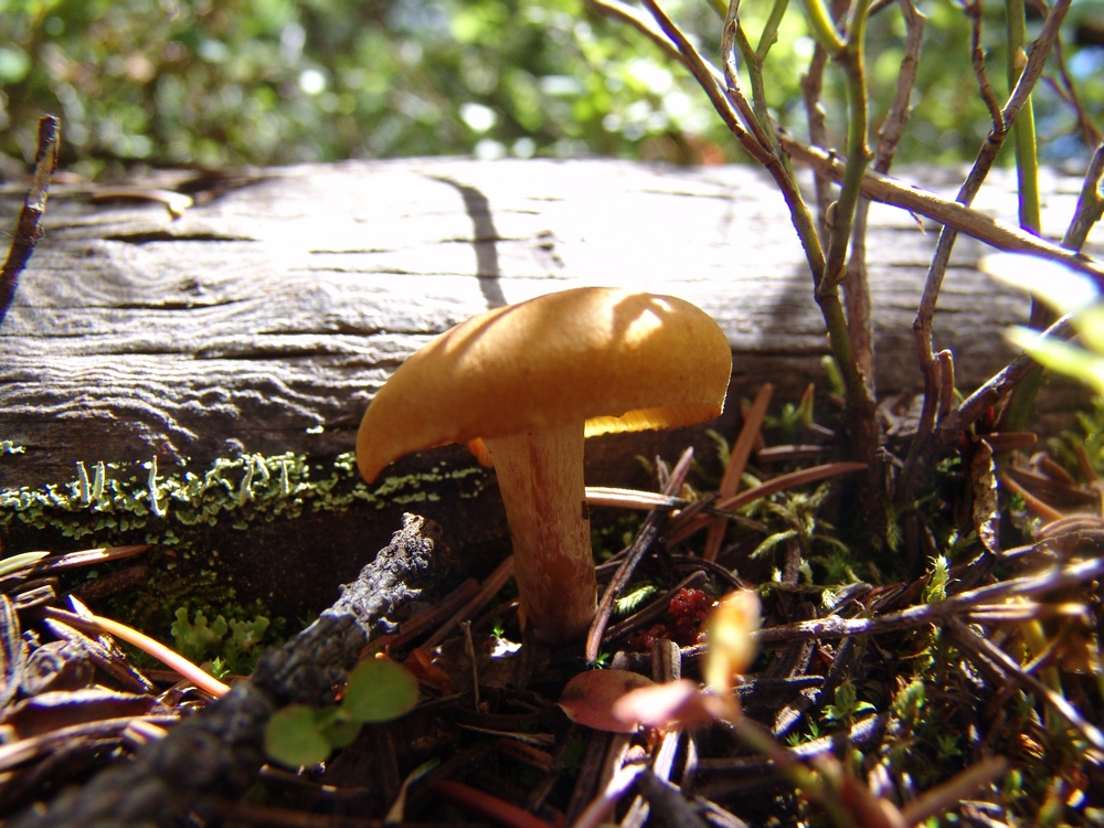 Halo Mushroom