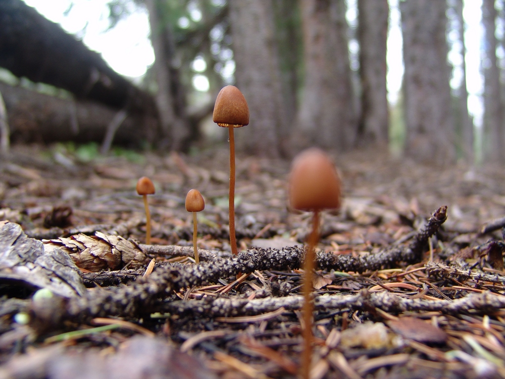 Tiny Mushroom