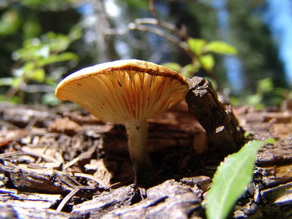 UFO Mushroom