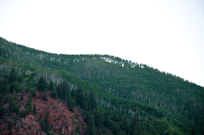 Trees on the Horizon