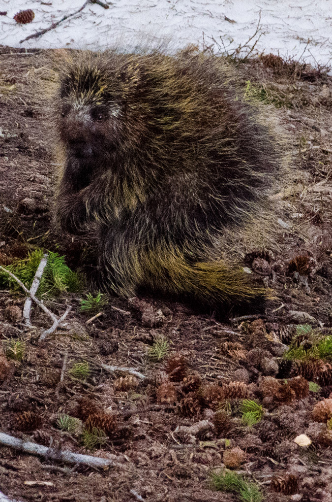 Snowmass Lake Porcupine