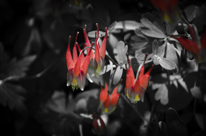 Wildflowers in the Elk Mountains