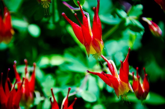 Snowmass Creek Wildflowers