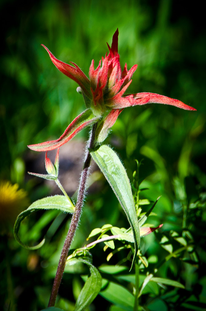 Indian Paint Brush Flower