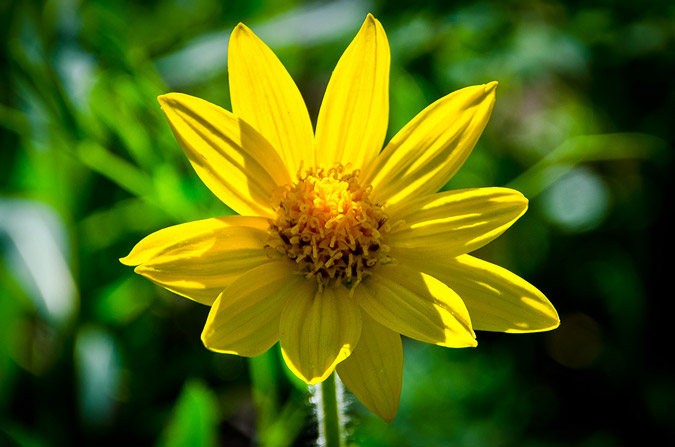 Yellow Wildflower