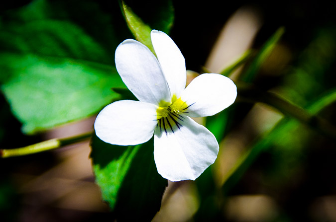 White Wildflower