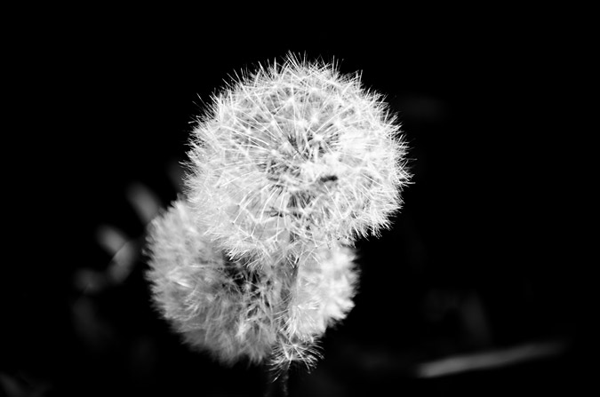 Dandelions