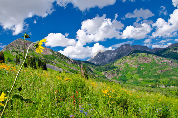 Wildflowers in Lead King Basin