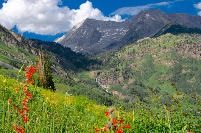 More wildflowers in Lead King Basin