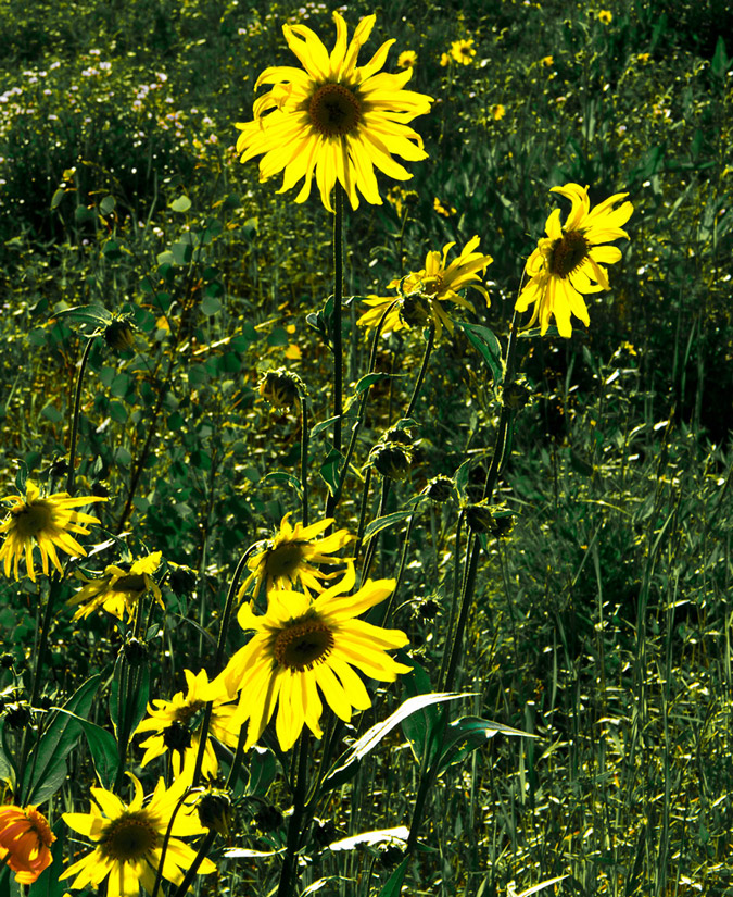 Sunflowers in the Maroon Bells - Snowmass Wilderness Area