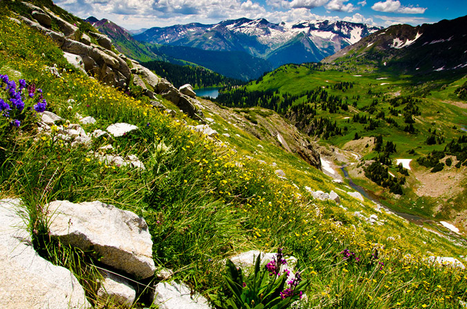 More flowers on Snowmass