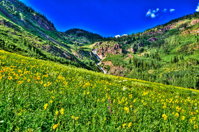 Lead King Basin Wildflowers