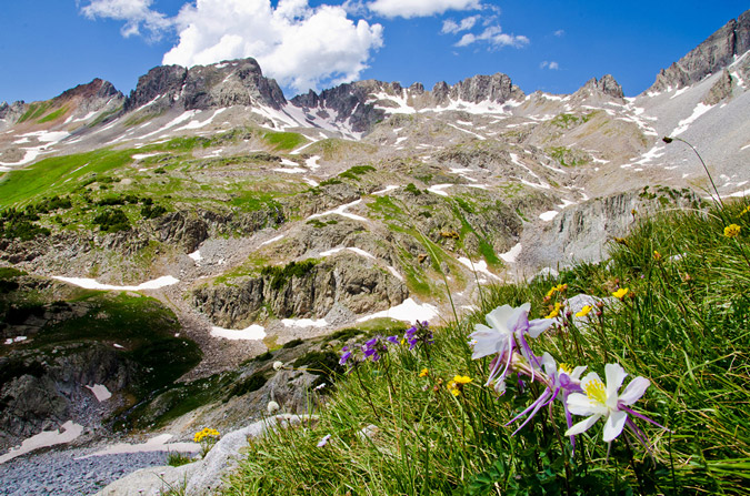 Columbine Flowers