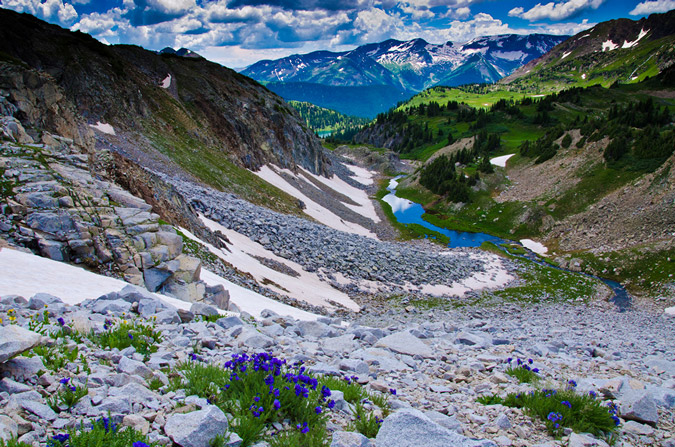 Flowers on Snowmass West Ridge