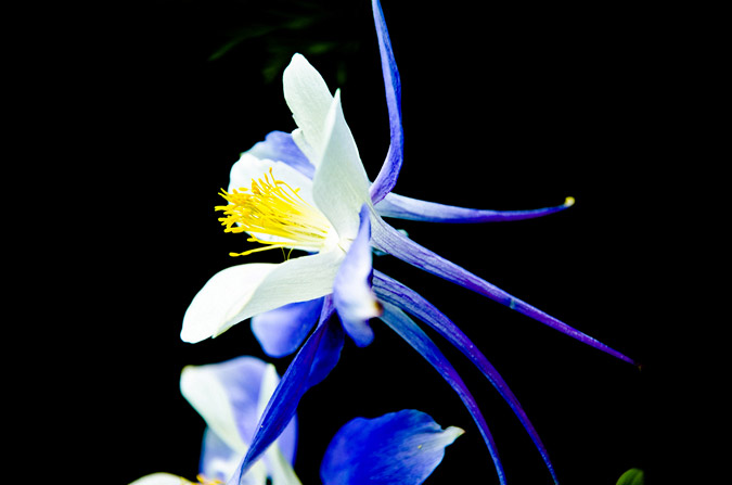 Columbine Flower Macro