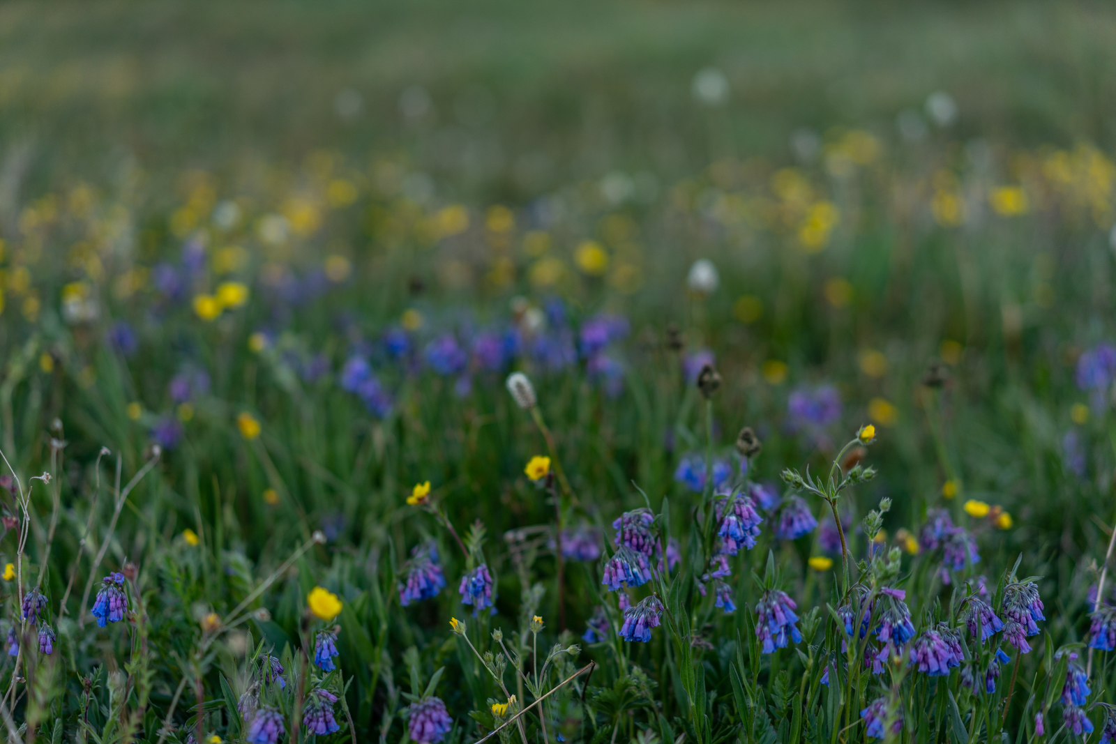 Wildflowers on the Colorado Trail