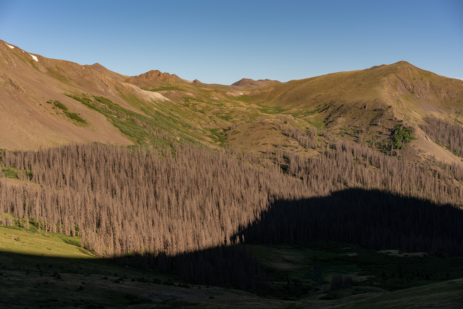 Beetle Kill on the Colorado Trail