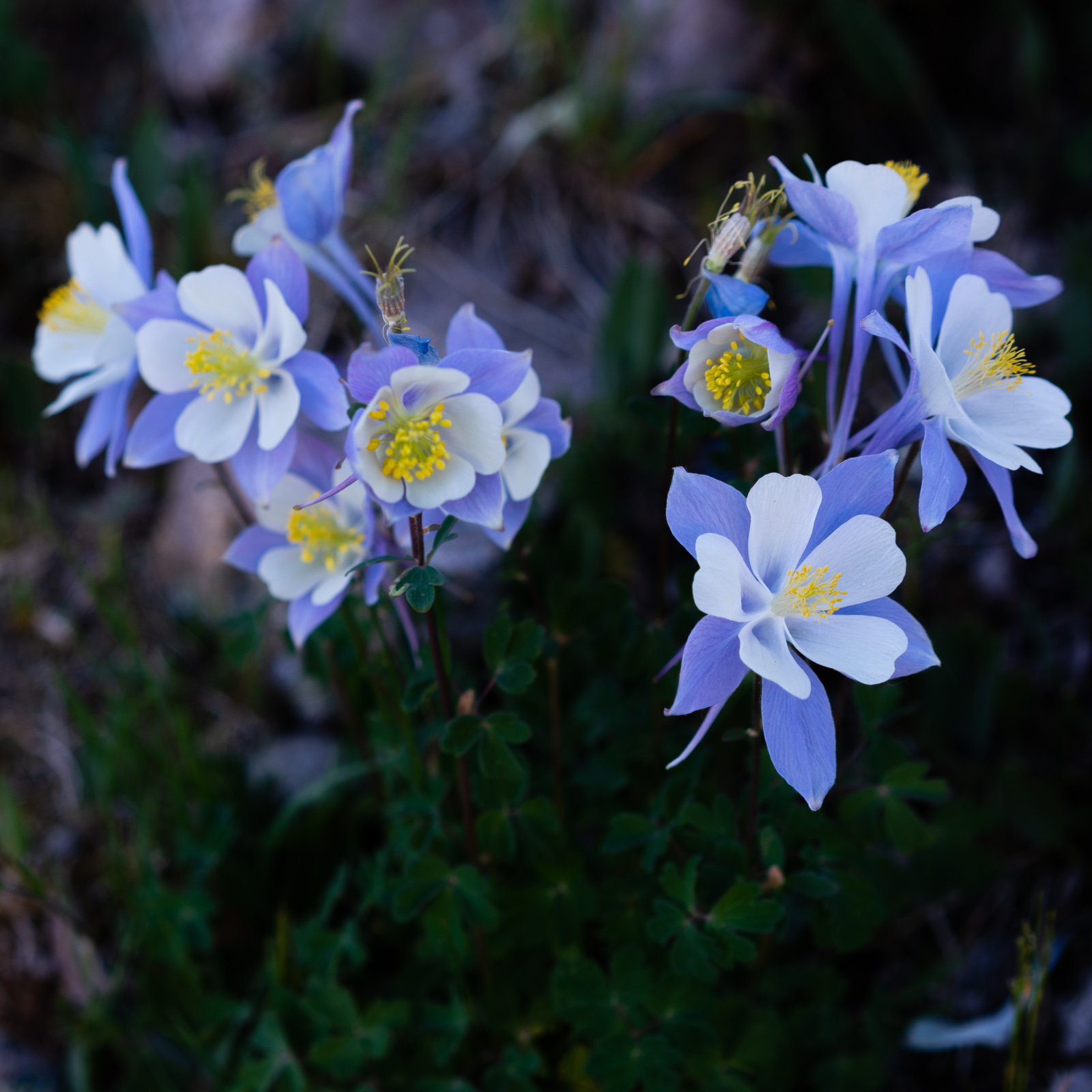 Columbine Flowers