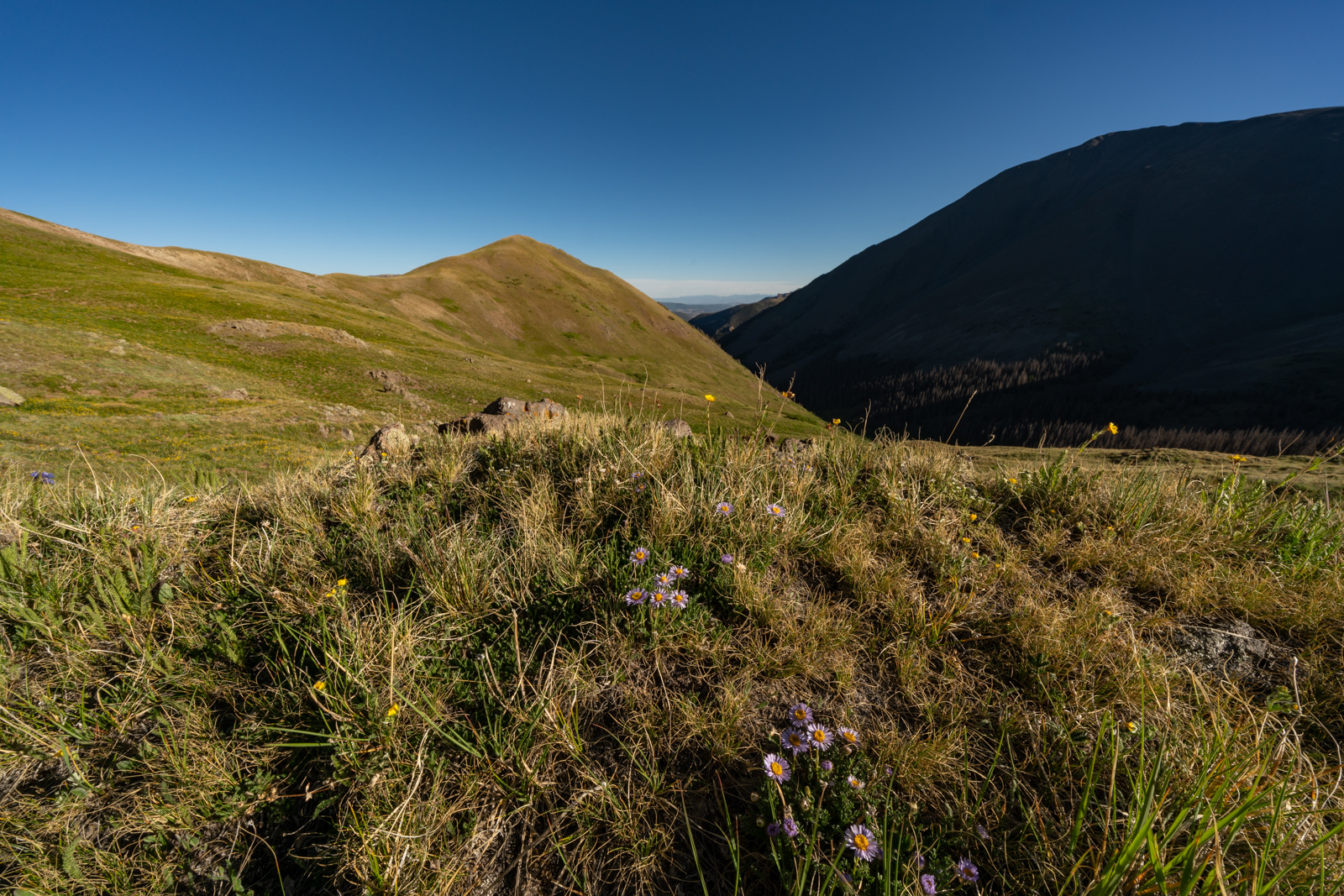 Flowers on The Colorado Trail