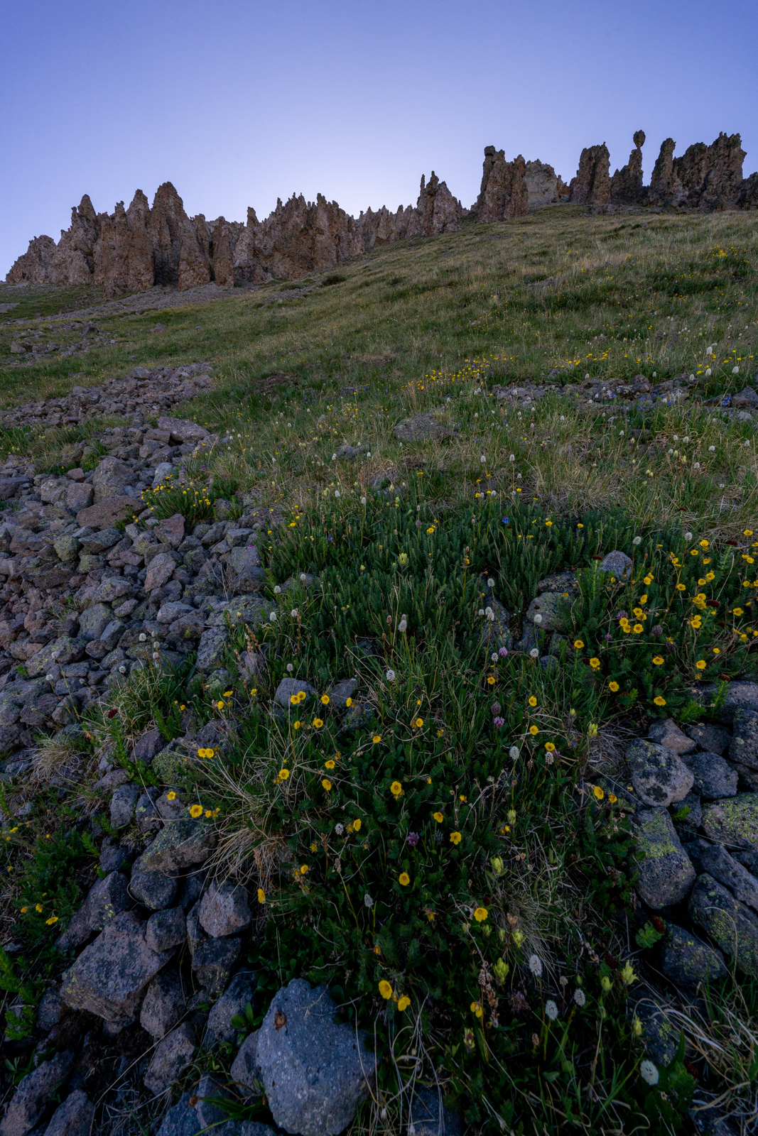 Flowers on the Colorado Trail