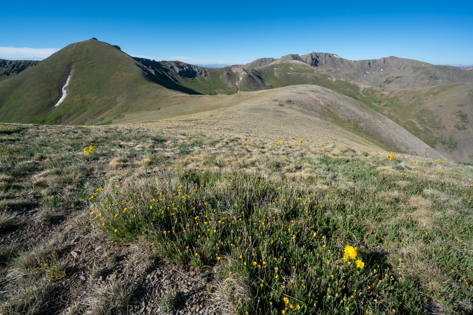 Flowers on San Luis Peak