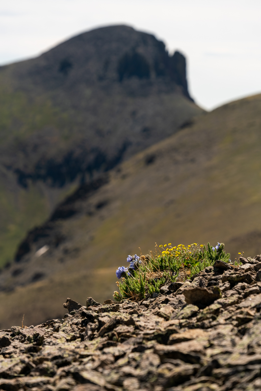 Organ Mountain