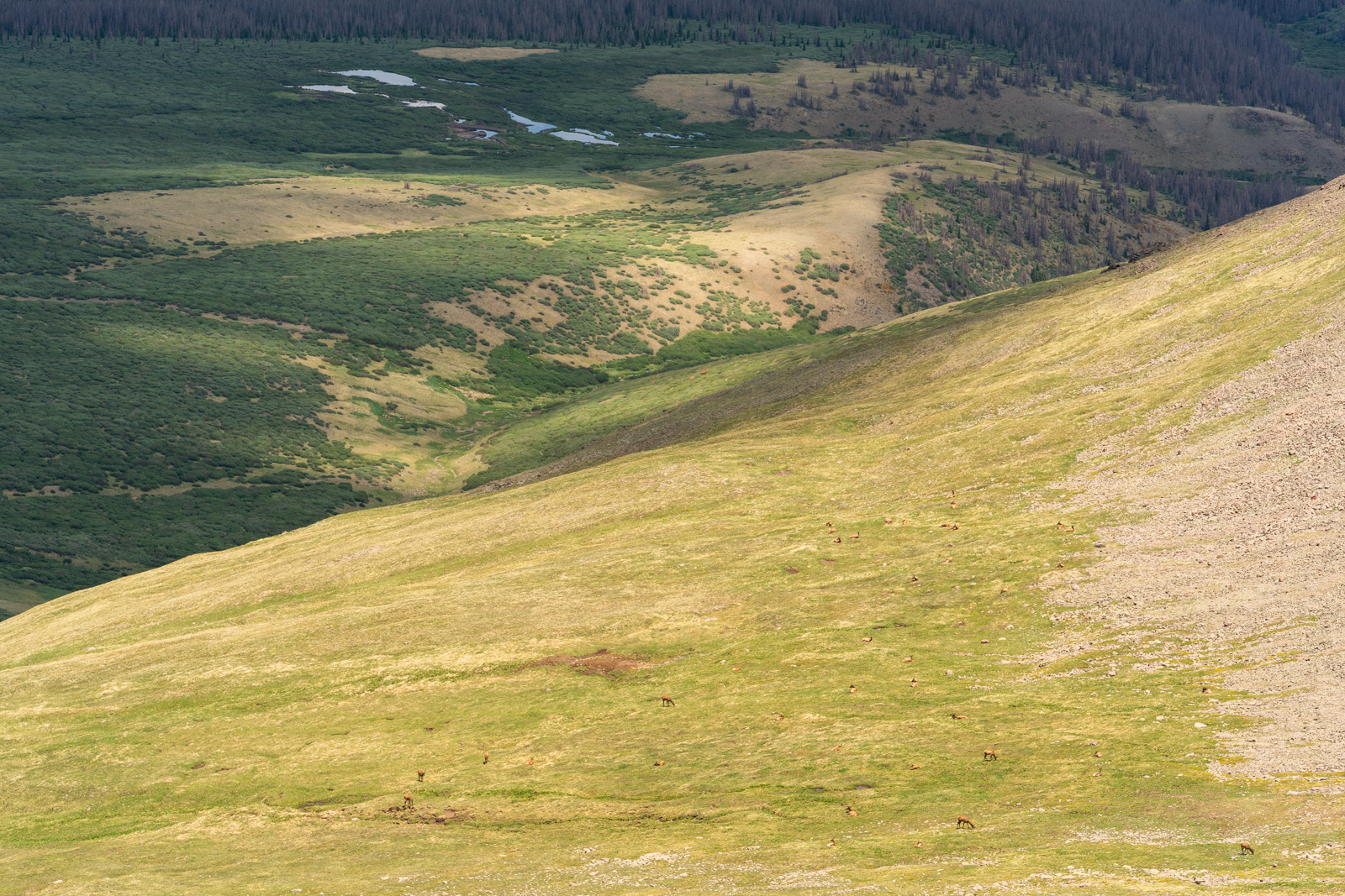 Stewart Peak Elk