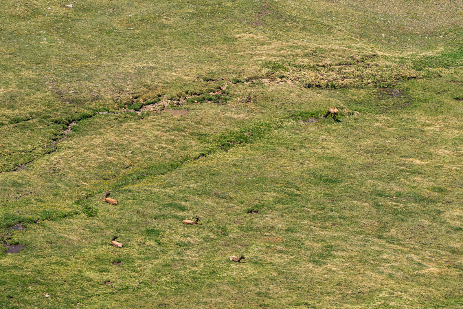 Herd of Elk