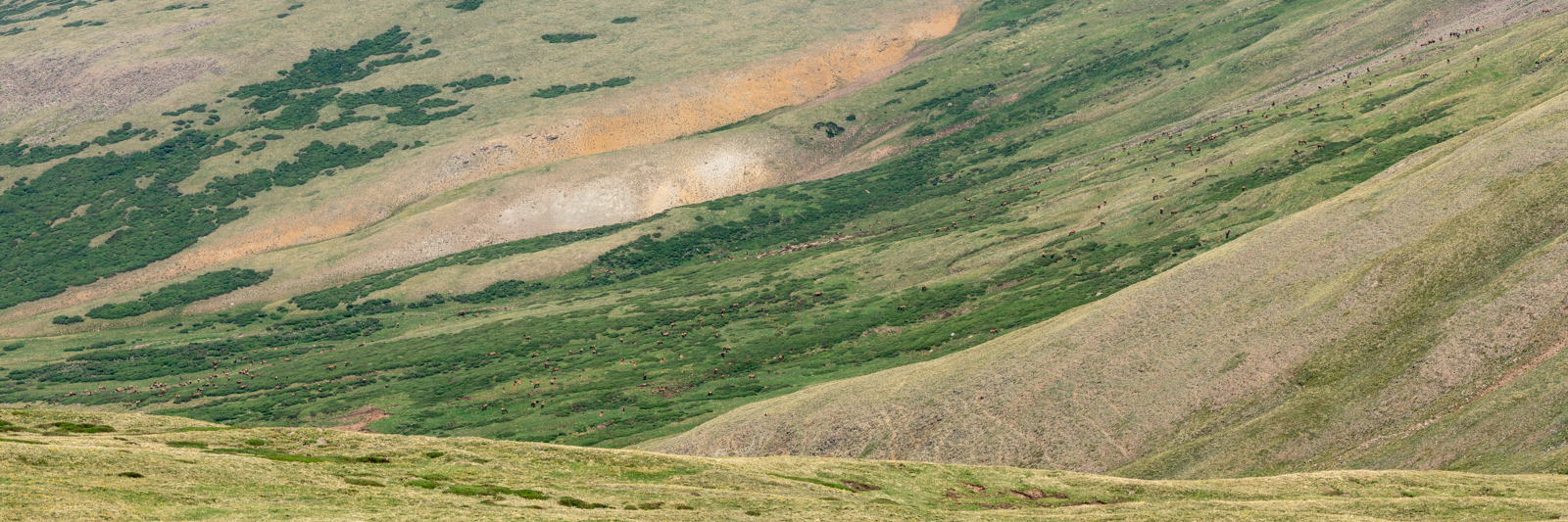 Giant Herd of Elk in the La Garita Wilderness