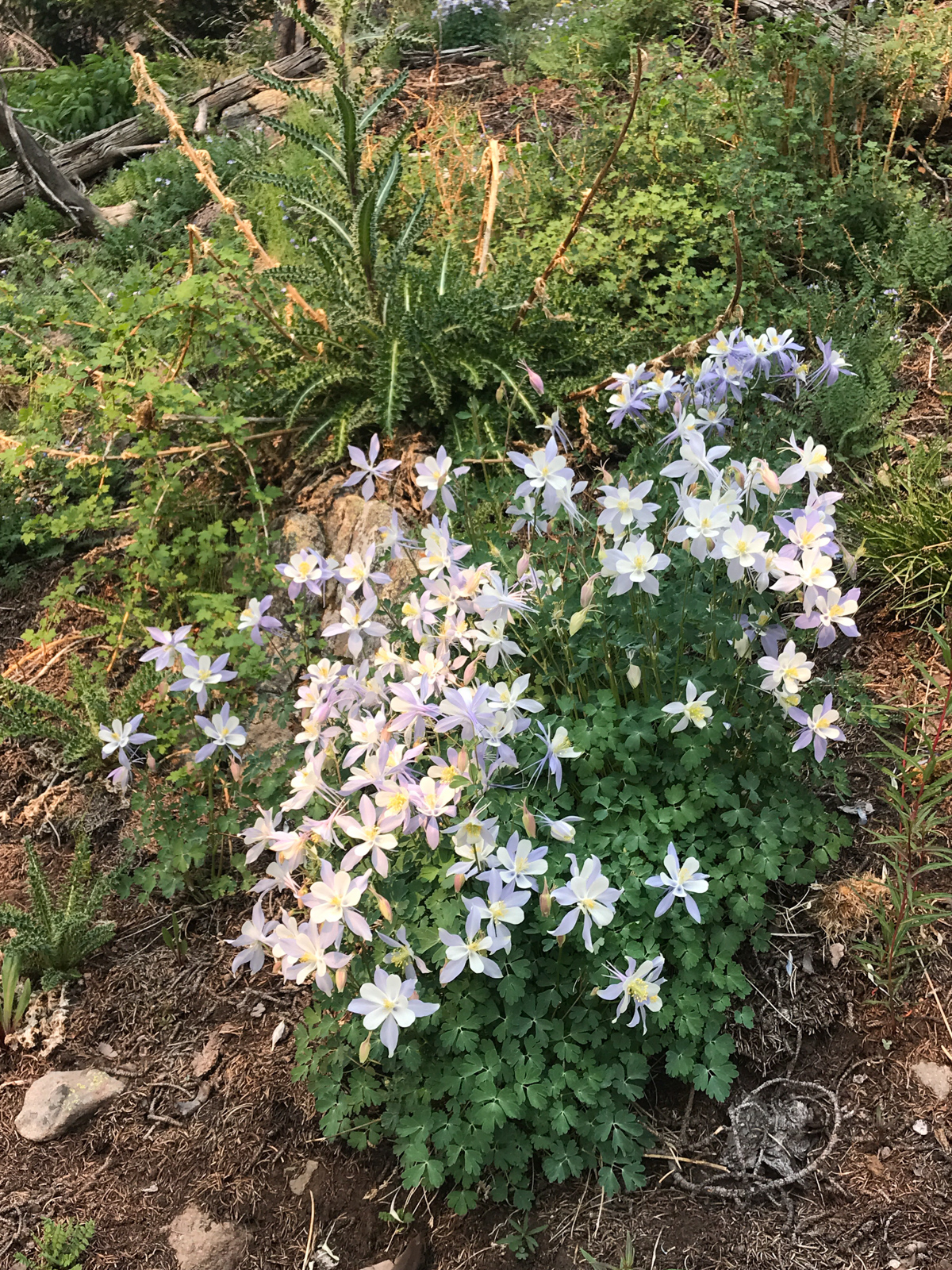 Columbine Flowers