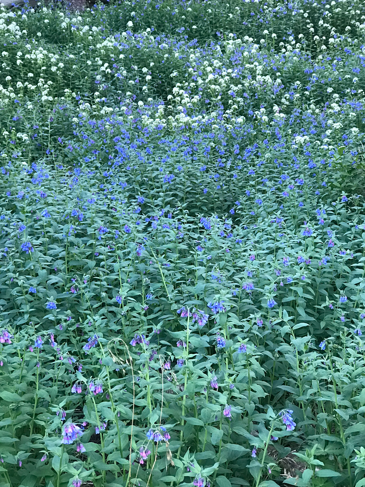 Wildflowers in Colorado