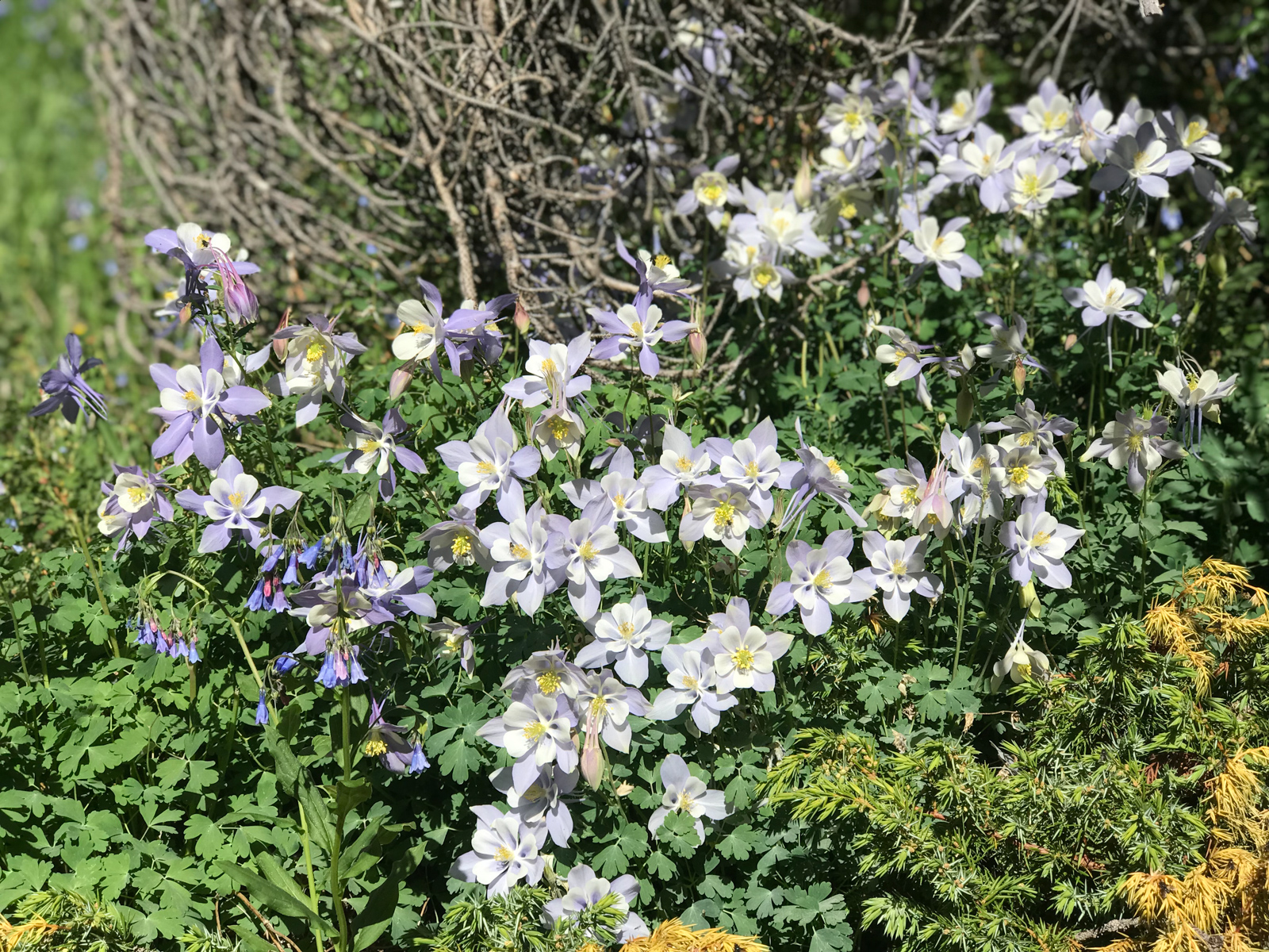 Columbine Flowers