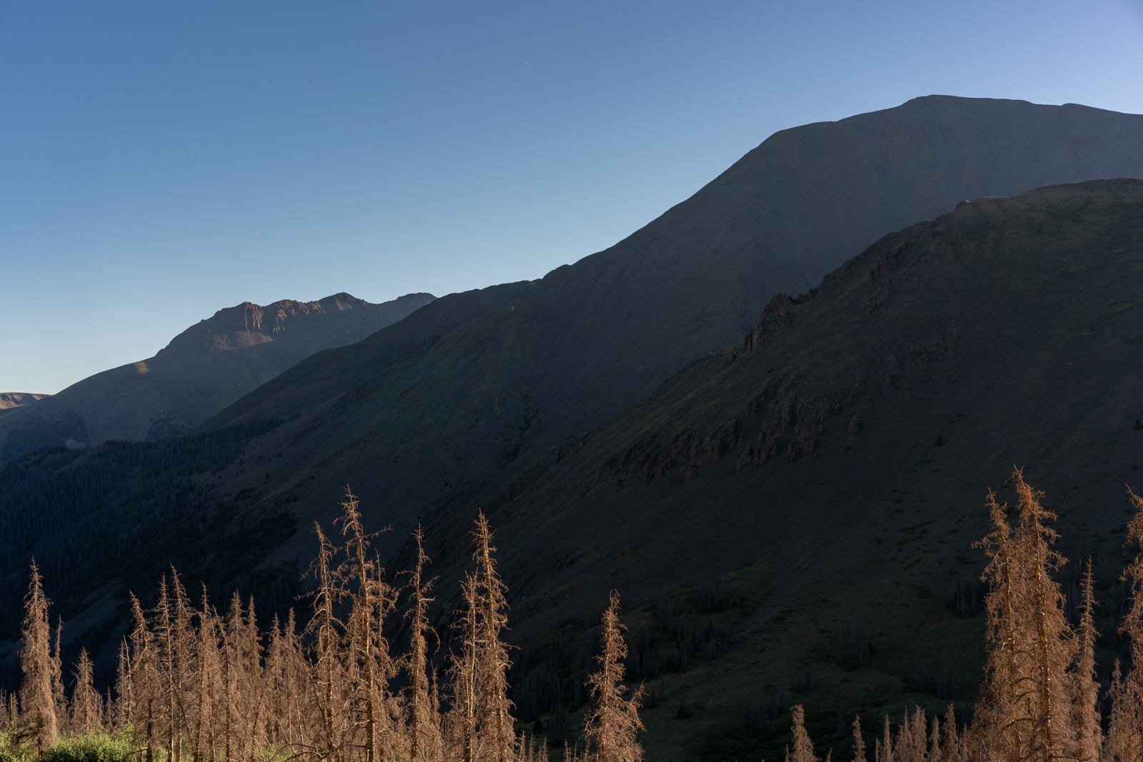 Beetle Kill on the Colorado Trail below San Luis Peak